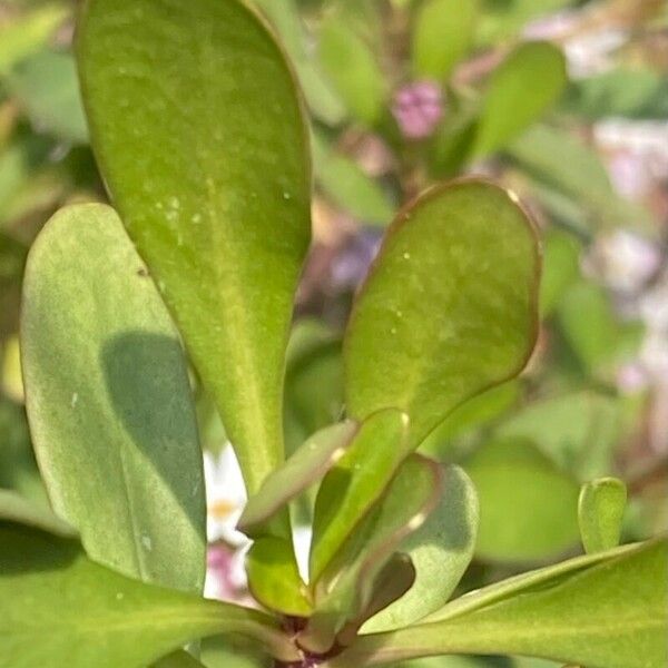 Iberis amara Hoja