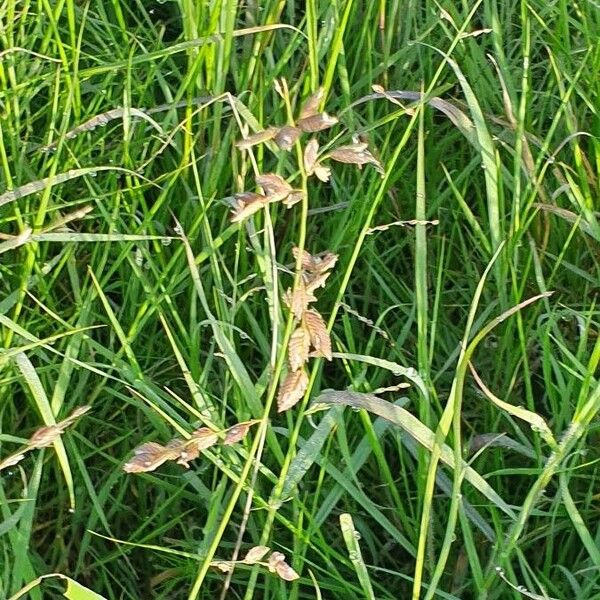 Eragrostis superba Leaf