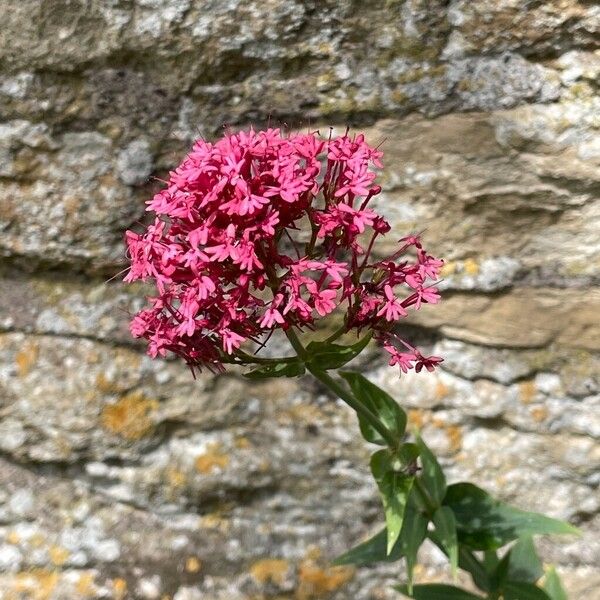 Centranthus ruber Flors