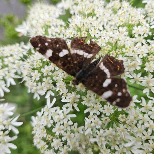 Heracleum sibiricum Fiore