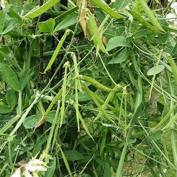 Lathyrus odoratus Hábitos