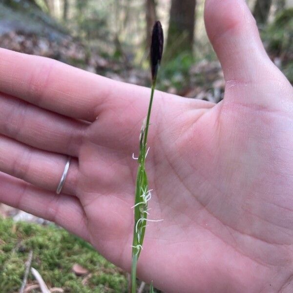 Carex pilosa Frunză