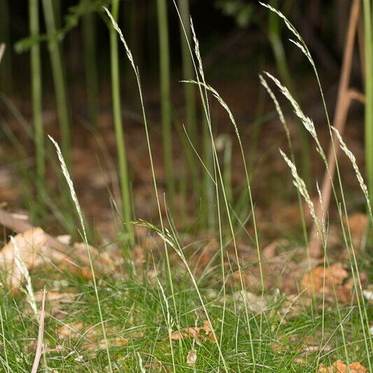 Avenella flexuosa Vekstform