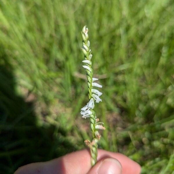 Spiranthes lacera Λουλούδι