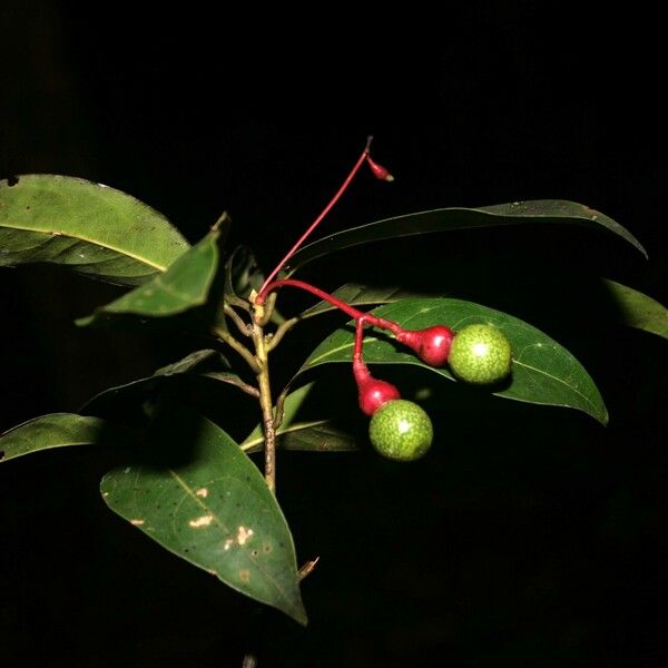 Aiouea guianensis Vrucht