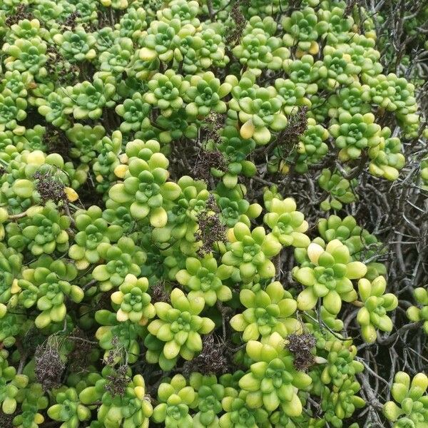 Aeonium lindleyi Blatt