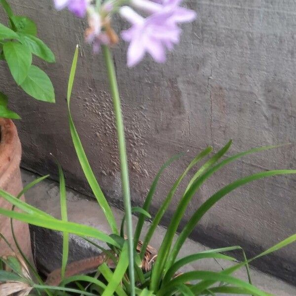 Tulbaghia simmleri Fleur