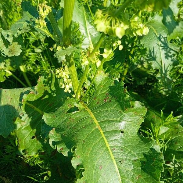 Rumex confertus Листок