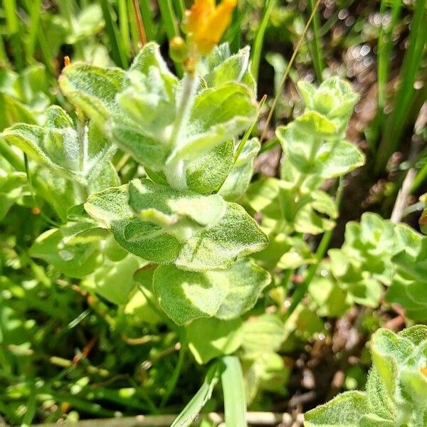 Hypericum elodes Flower