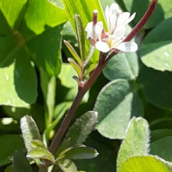 Cardamine hirsuta Flower