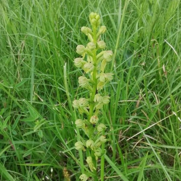 Dactylorhiza viridis 花