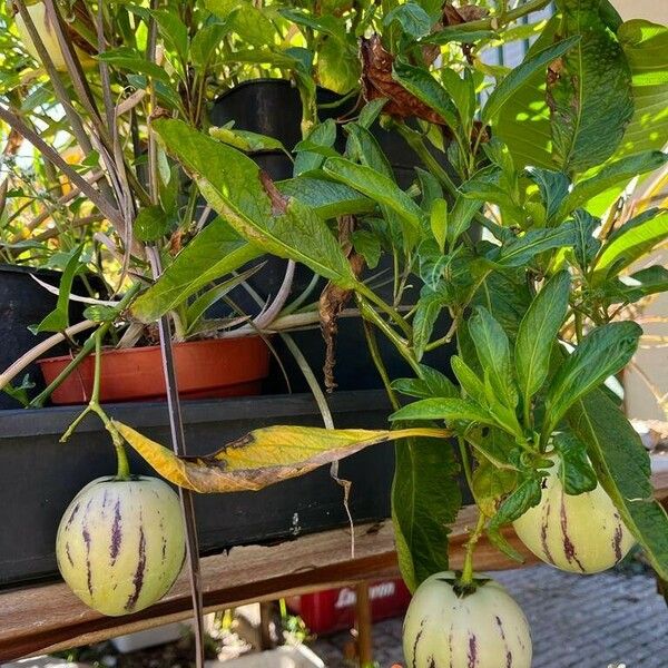 Solanum muricatum Fruitua