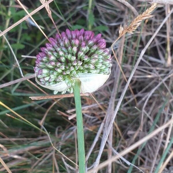 Allium sphaerocephalon Virág