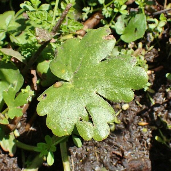 Ranunculus sceleratus Leaf