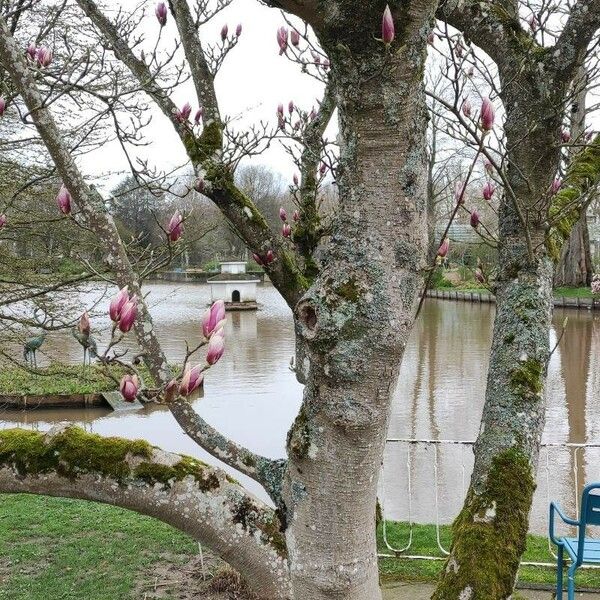 Magnolia × soulangeana Plante entière