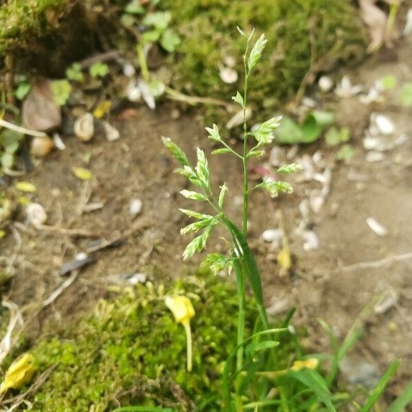 Poa annua Blomst