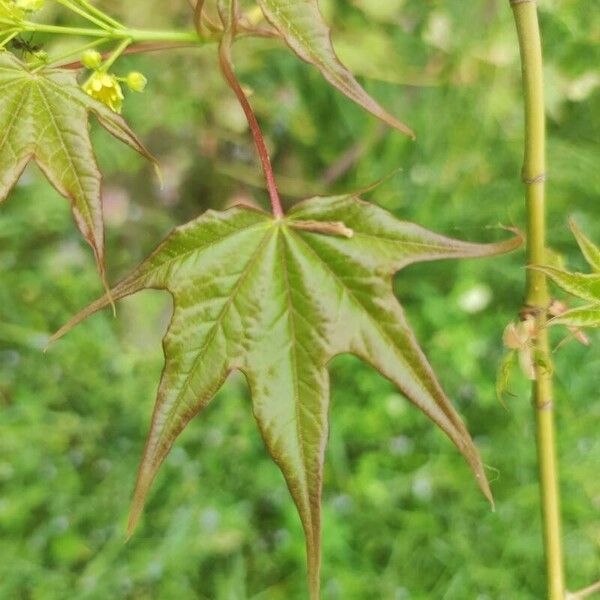 Acer cappadocicum Folha