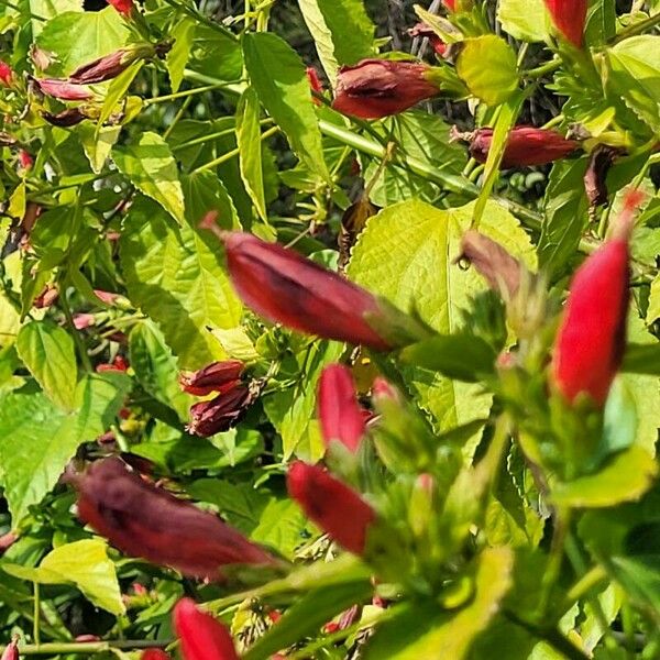 Malvaviscus penduliflorus Bloem