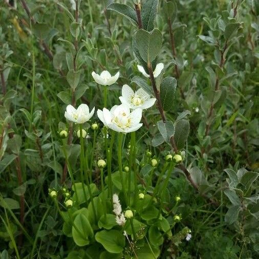 Parnassia palustris Хабит