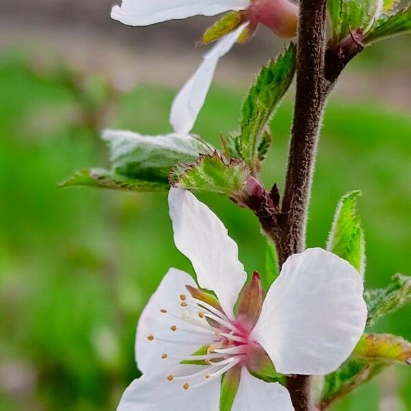 Prunus tomentosa Leaf