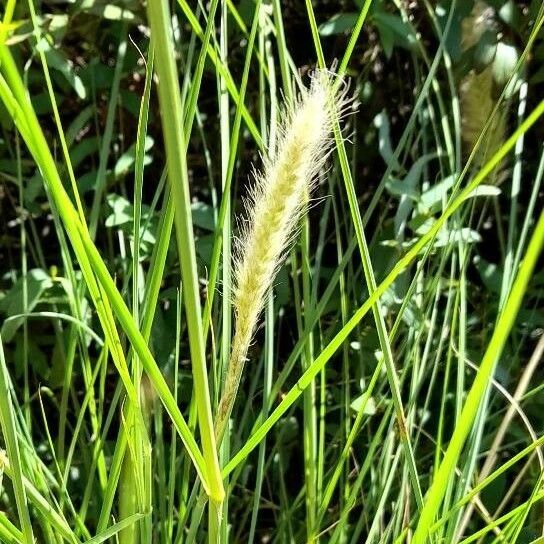 Cenchrus setaceus Fruit