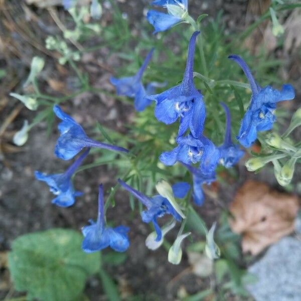 Delphinium grandiflorum Flower