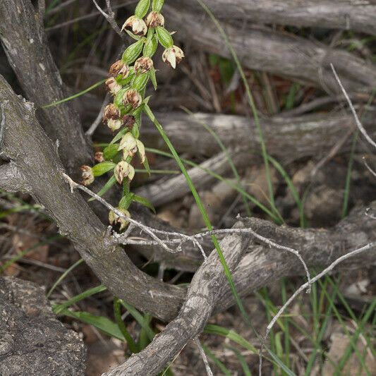 Epipactis muelleri Агульны выгляд