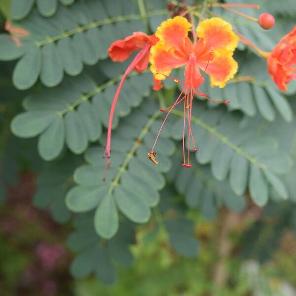 Caesalpinia pulcherrima Çiçek