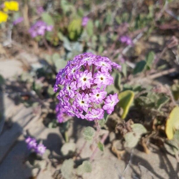 Abronia umbellata Flower