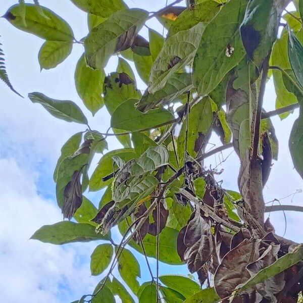 Ocotea pedicellata পাতা