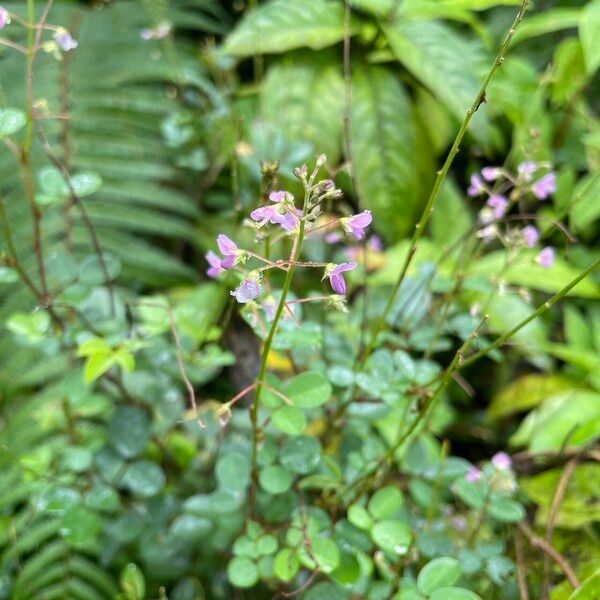 Grona adscendens Habit