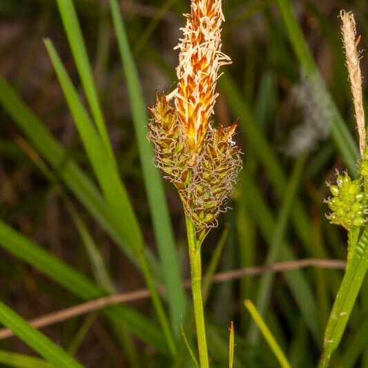 Carex pallescens Flower