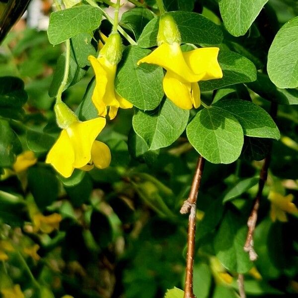 Caragana arborescens Blüte