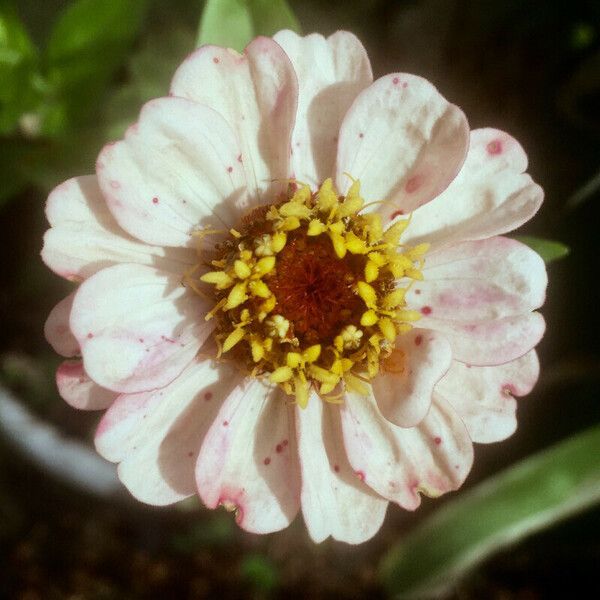 Zinnia elegans Blomma