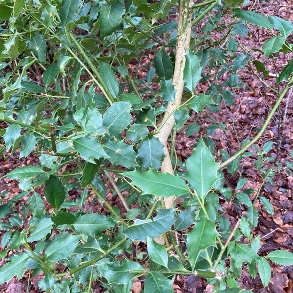 Ilex aquifolium Deilen