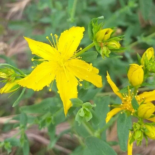 Hypericum perforatum Floare