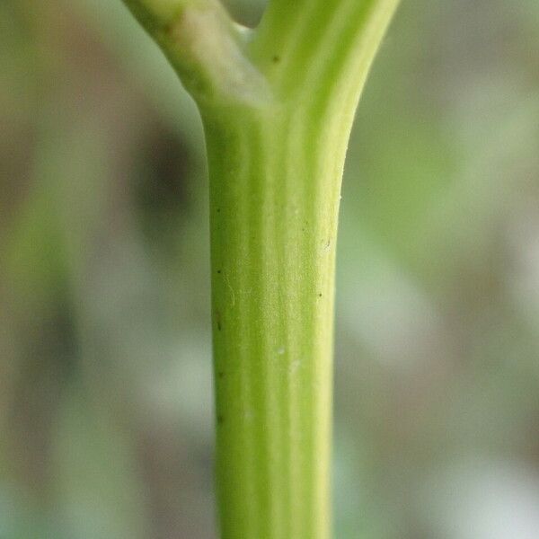 Ranunculus sceleratus Koor