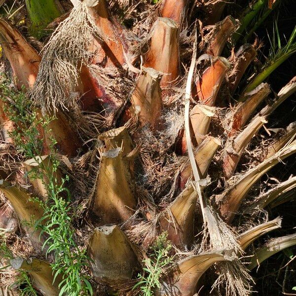 Phoenix canariensis Žievė