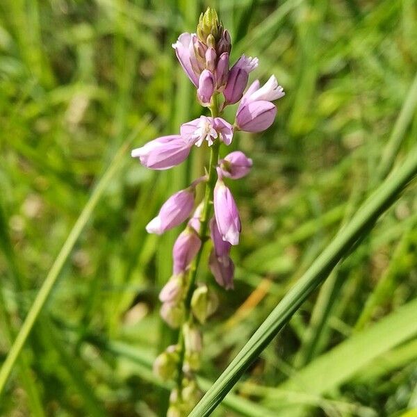 Polygala comosa Çiçek