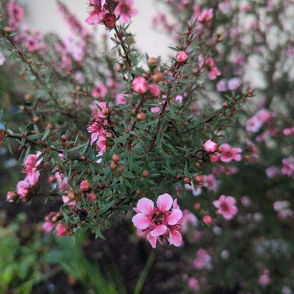 Leptospermum scoparium Λουλούδι