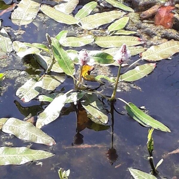 Persicaria amphibia Flor