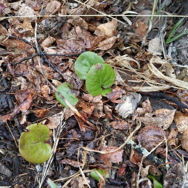 Pyrola asarifolia Blatt