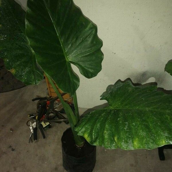 Alocasia macrorrhizos Leht