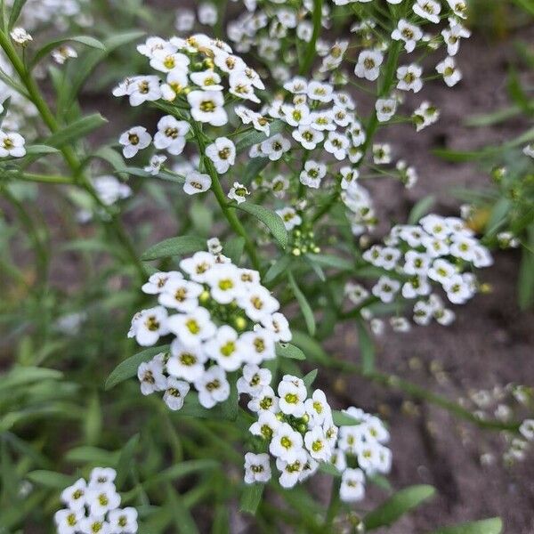 Lobularia maritima Blodyn