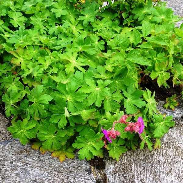 Geranium macrorrhizum Habit