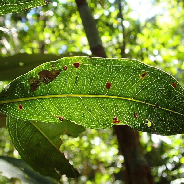 Syzygium lifuanum ᱥᱟᱠᱟᱢ