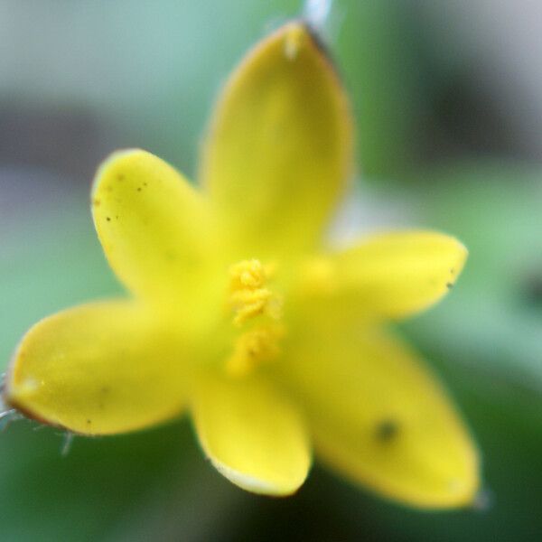 Hypoxis angustifolia Çiçek