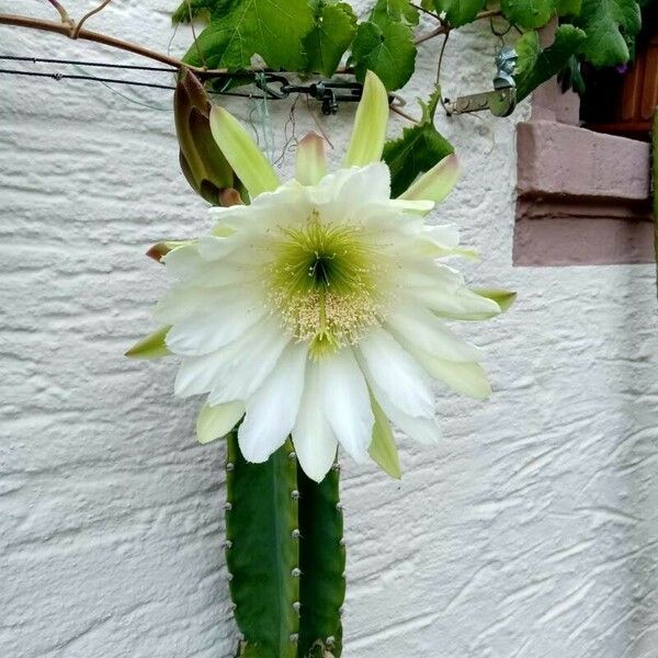 Cereus hexagonus Λουλούδι