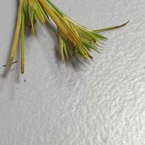 Juncus hybridus 花