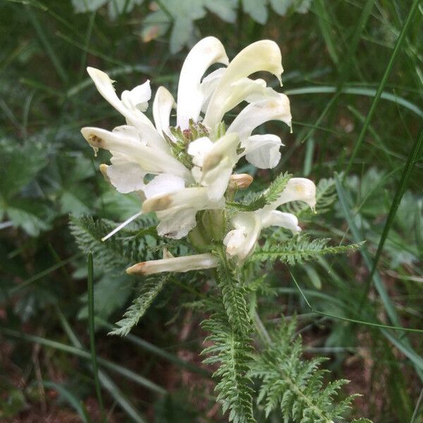 Pedicularis comosa Lorea